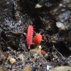 25+ Thai Red Lobella Springtails Rare Starter Culture Feeder LAG