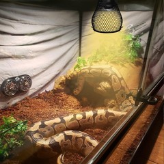 Reptile Heat Lamp,Reptile Light Heater Guard Basking Heater Lamp with Guard