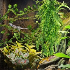 Reptile Plants, Terrarium Hanging Plant Vines Artificial Leaves Reptile Hide,…