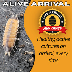 10ct Philoscia sp. “Thai” Isopods | Bioactive Free Shipping Nationwide