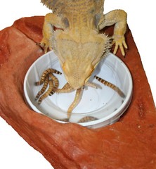 MagNatural Large Worm Feeder Ledge Mojave – Pet-Tekk