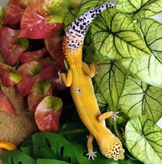 KERUIDENG Reptile Plants for Terrarium Decor, Amphibian Green Arrowhead