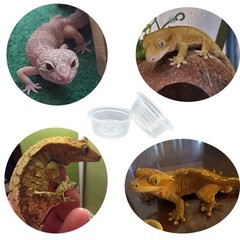 100 Pcs Clear Small Gecko Food and Water Cups Plastic Feeding Cups