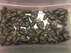 Large dubia roaches