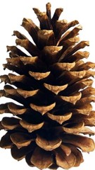 Pine Cones For Isopods, Invertebrates, Reptiles and Amphibians