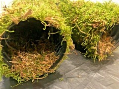 Corrugated Reptile hides For Arboreal Terrestrial Underground and Quarantining