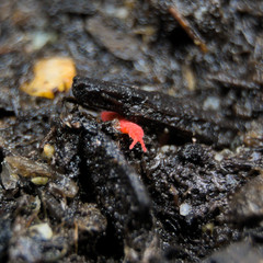 25+ Thai Red Lobella Springtails Rare Starter Culture Feeder LAG
