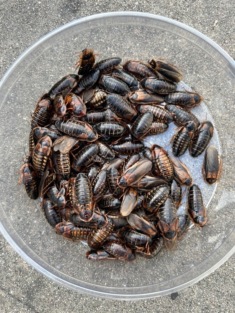 Dubia Roach Starter Colony – Adults 1000 – 750 female / 250 male – Budget Dubia
