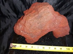 Reptile snake lizard fish aquarium Rock cave