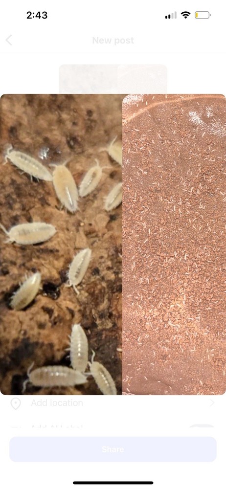 50+ Dwarf White Isopods On Soil & 200+ Tropical Springtails On Calcium Clay.