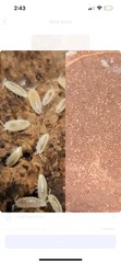 50+ Dwarf White Isopods On Soil & 200+ Tropical Springtails On Calcium Clay.