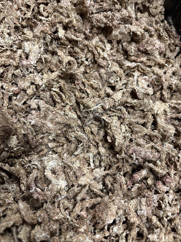 Sphagnum Moss For Reptiles And Bioactive Terrariums 6oz Premium Long Strand