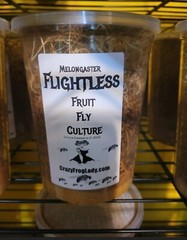 Fruit Fly Culture 4Pack Variety Live Flightless Turkish Gliders Golden and Hydei