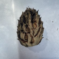 1-Gal Magnolia Leaves For Bioactive Terrariums [/FARM TO Reptile sun treated