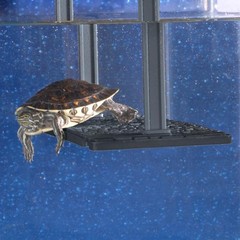 Penn Plax Turtle Tank Topper – Above-Tank Basking Platform for Turtle Aquariums,
