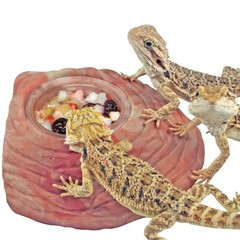 Fruit Mix Instant Meal Reptile Food – Bearded Dragon Accessories & Bearded Dr…