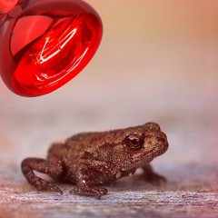 Reptile Red Night Light Bulb – 75W Reptile Heat Lamp Bulb Infrared Basking Spot