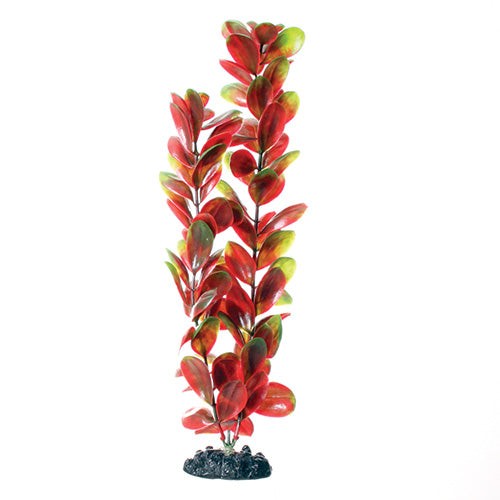 Underwater Treasures Red Green Bacopa Plant Select Size:: 16 inch