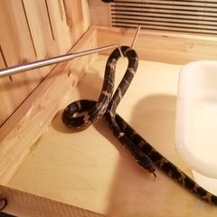 Stainless Steel Snake Hook Retractable Professional Reptile Herp Tool 68cm