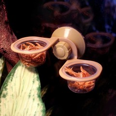 Suction Cup Reptile Feeder Anti-Escape Small Reptile Water Bowl For