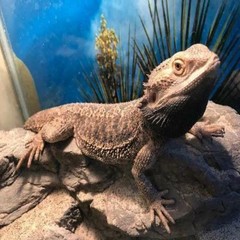Live Mealworm Reptile Feeders – Living Worm Alive Lizard Natural Food Diet