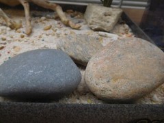New Deluxe Oceanic Lizard Lounge 16 Amphibian/Reptile Ventilated Aquarium/Tank +