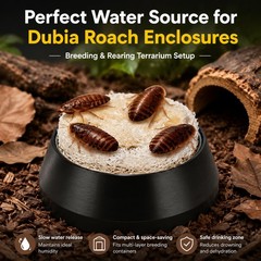 Dubia Roach Water Dish,Tiny Feeding Dish with 5 Luffa Inserts for Isopods, Sp…