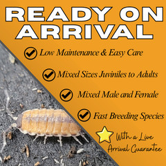 10ct Philoscia sp. “Thai” Isopods | Bioactive Free Shipping Nationwide