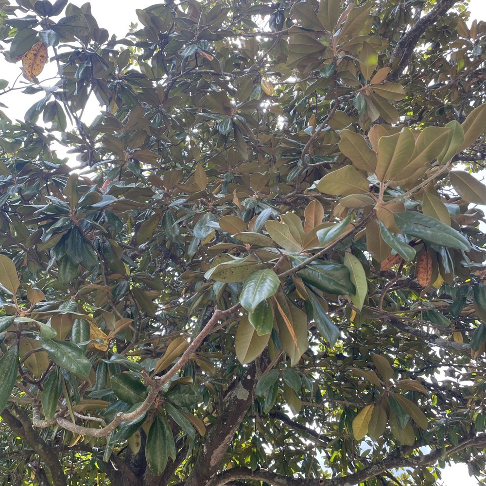1-Gal Magnolia Leaves For Bioactive Terrariums [/FARM TO Reptile sun treated