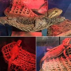 Hammock for Bearded Dragons,Lizard Lounger Reptile Natural Seagrass Habitat D…