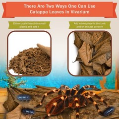 SunGrow 50 Pack Leaf Litter for Spider, Cricket & Isopod, Mini Catappa Brown