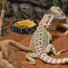 4 Pack Reptile Food Dish with Feeding Tongs, Resin Reptile Water Dish Food Bo…