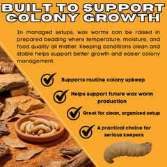 TC INSECTS Live Wax Worms Feeder Insects for Reptiles Amphibians Birds & More