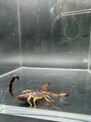 Whitei Scorpion (Nebo whitei) – 1-2 in
