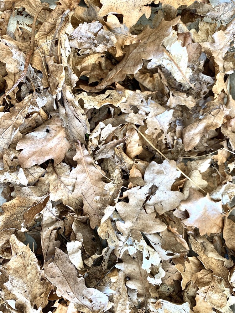 One-Gallon Bag ORGANIC Live Oak LEAF Litter Vivarium — Dart Frogs, Isopod