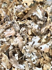 One-Gallon Bag ORGANIC Live Oak LEAF Litter Vivarium — Dart Frogs, Isopod