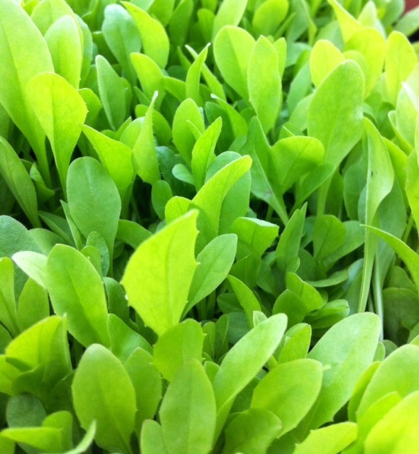 Tortoise Supply Italian Dandelion Seeds for Tortoise Food & Outdoor Enclosures