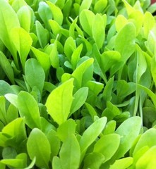 Tortoise Supply Italian Dandelion Seeds for Tortoise Food & Outdoor Enclosures