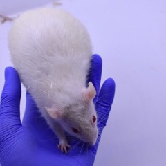 10 Frozen Feeder Rat Jumbos -FREE S&H -MiceDirect!! Rodents! Reptiles Snake food