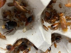 500+ Turkestan Red Runner Roaches ‘Blatta Lateralis’ – (1/4″ Live Feeder Insect)