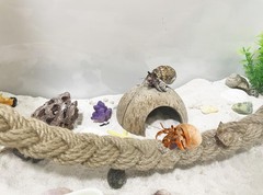 Hodpyihc 2PCS Hermit Crab Accessories，25.9inx1.58in Reptile Climbing Rope，Nat…