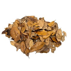 Premium Oak Leaf Litter Isopod Substrate Terrarium Bedding 1 Gallon