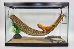 Interactive Extra Large Lizard Lounger – 100% Natural Seagrass for Reptiles