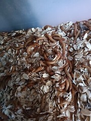 Mealworms
