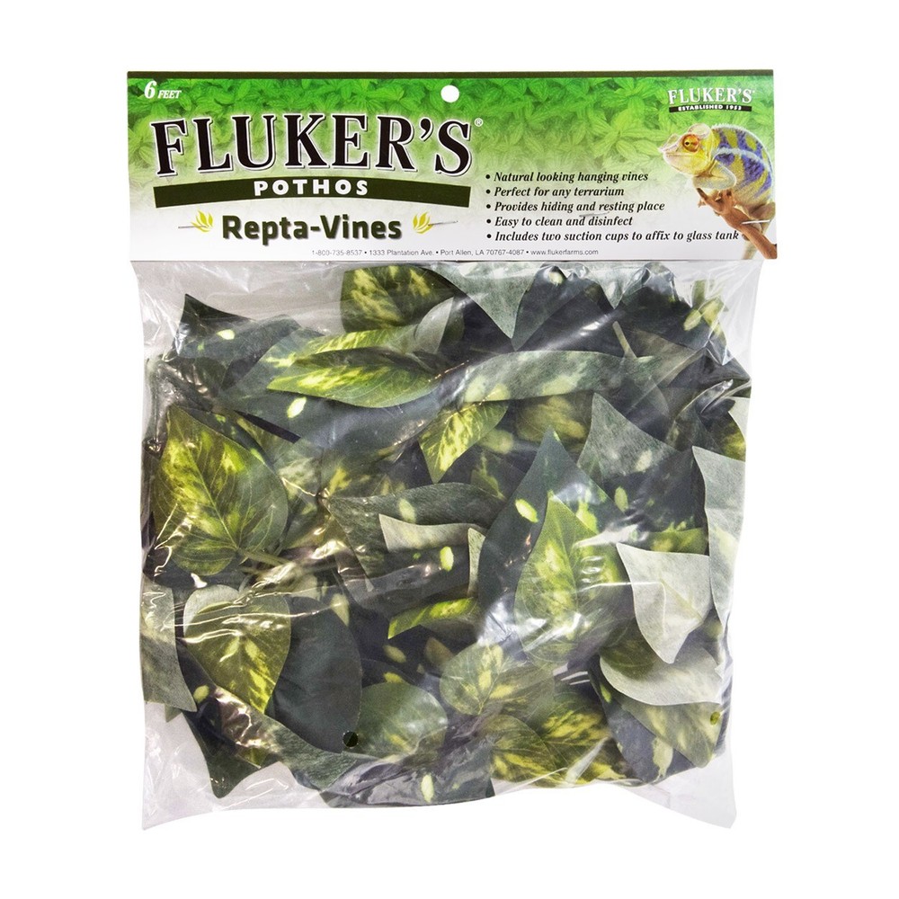 RA Repta-Vines – Pothos – 6″