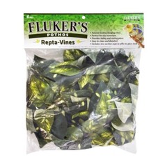 RA Repta-Vines – Pothos – 6″