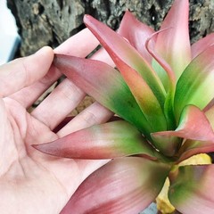 Reptile Plants Succulent Artificial Desert Plant Terrarium Decor Bearded Dragon