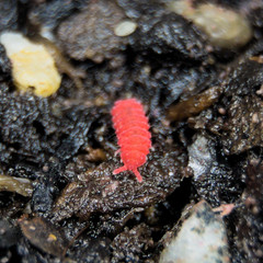 25+ Thai Red Lobella Springtails Rare Starter Culture Feeder LAG
