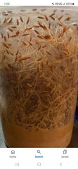 flightless fruit fly culture(FREE SHIPPING)
