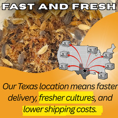 Combo Deal | 100+ Party Mix Isopods And 8oz Springtails | FREE SHIPPING!!